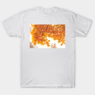 Golden maple leaves in autumn season T-Shirt